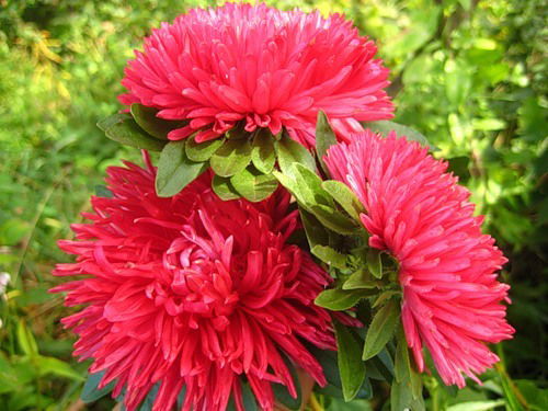 Лариса Магсумова