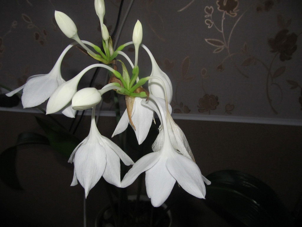 Лариса Денисова