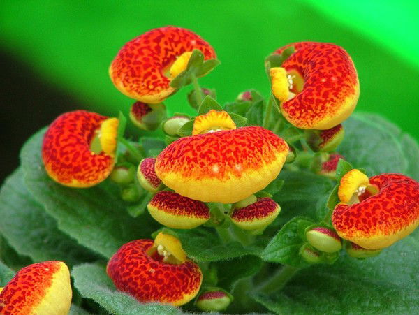 Ирина Петровна Балуева