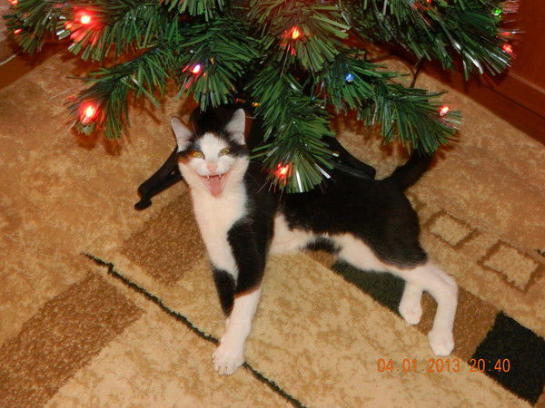 Елена Веприцкая