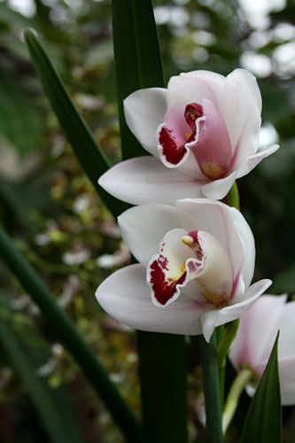 Наиля Мунипова