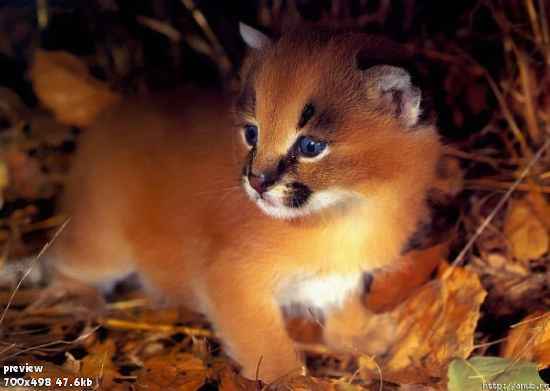 Наталья Баранаускис