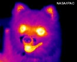 Ильшат Кашапов