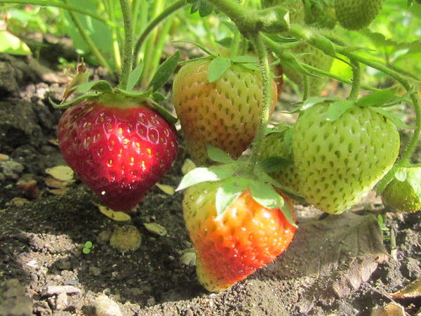 Посадочный Материал Земляники Садовой Ко