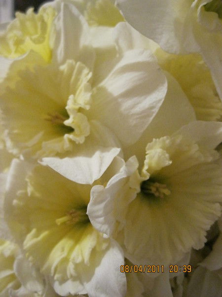 Елена Прендкович