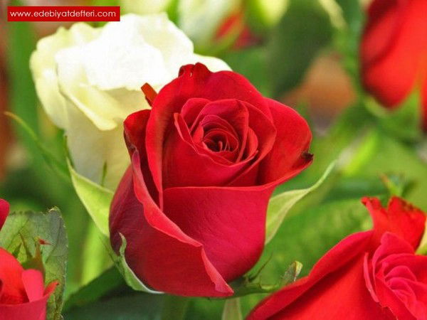 Светлана Плешкова