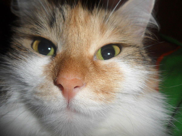 Алмагул Тохметова