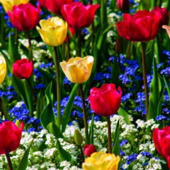 Елена Дудорева