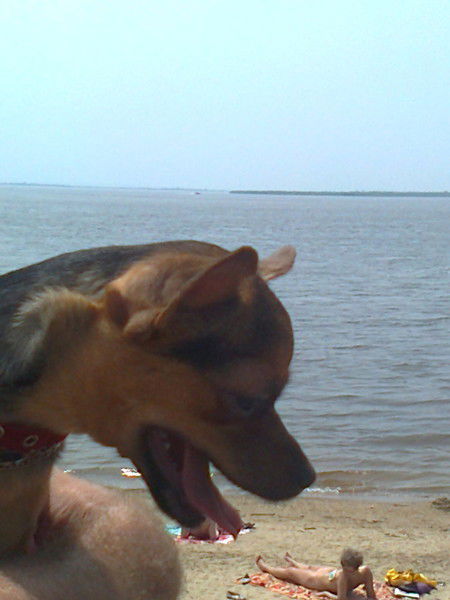 Александр Грищенко