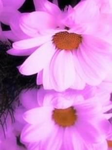 Пархоменко Надежда