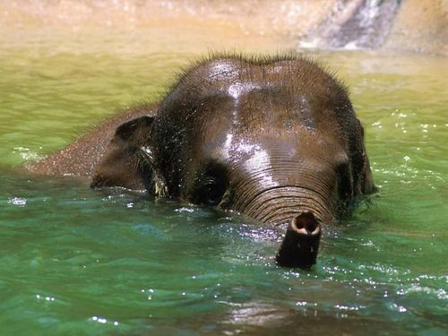 Александр Фомин