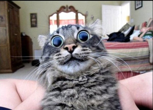 Александр Вахидов