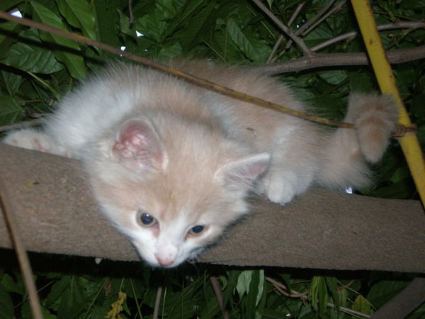 Настёна Чичкина