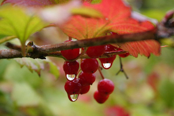 Анна Ашижева