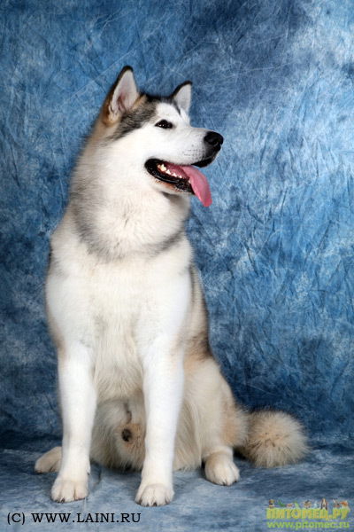 Фируз Айдаев