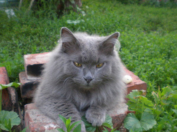 Светлана Дмитриева