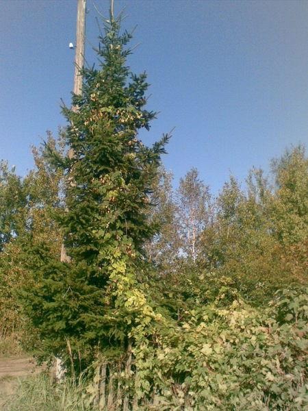 Юрий Бровтман