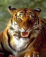 Валентин Павлов