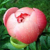 Ирина Чубенко