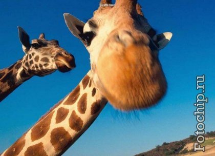 Антон Золотухин