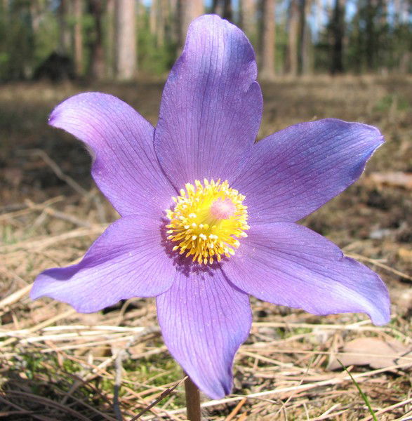 Екатерина Е