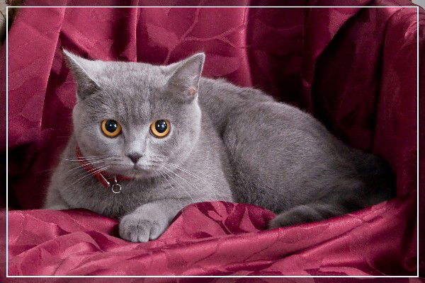 Елена Соловьева