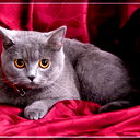 Елена Соловьева