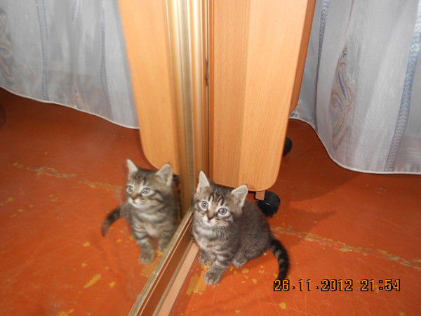 Оля Голиусова