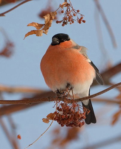Тимур Зарипов