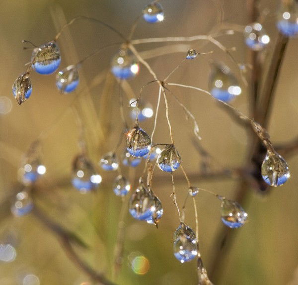 Елена Янина