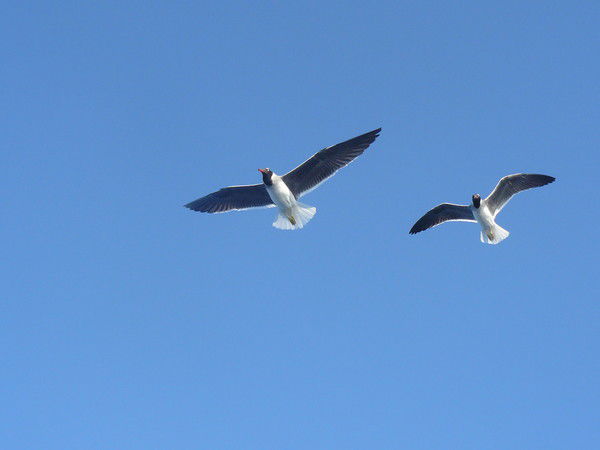 Дмитрий Шеметов