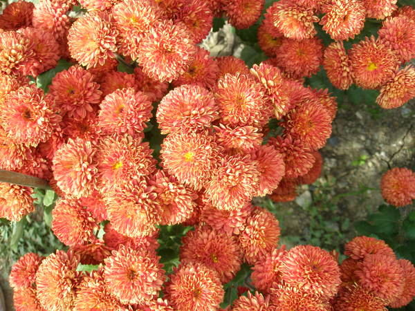 Ольга Карбан