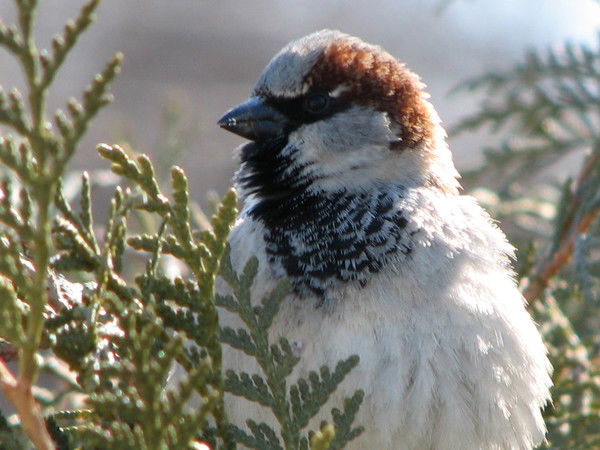 Семён Лавров