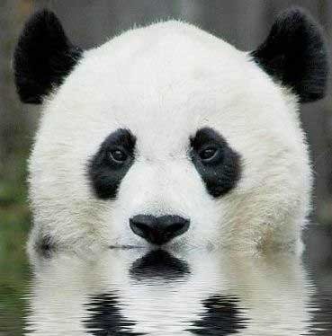 Николай Долинин