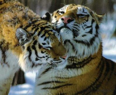 Александр Куприянов