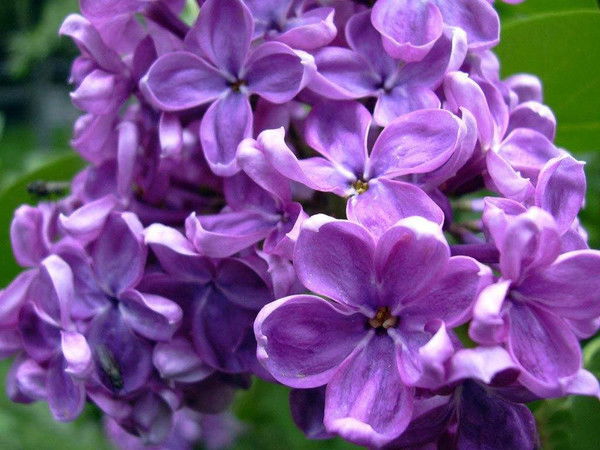 Дана Рахматуллина