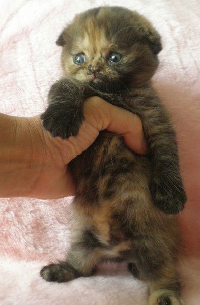 Елена Ландышева