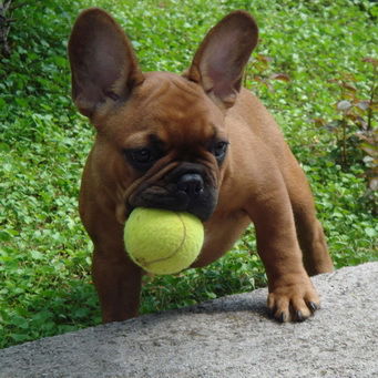 Денис Козлов