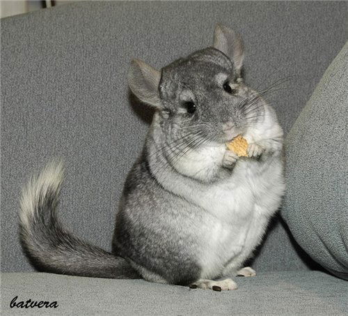 Елена Севостьянова