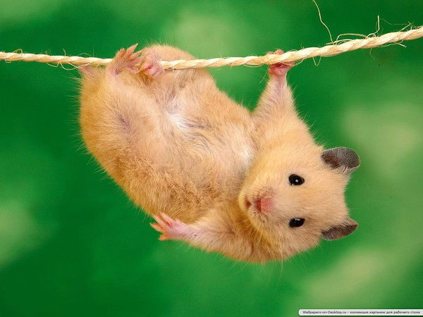 Светлана Моисеева