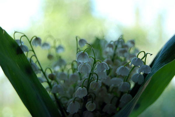 Анара Ботагозина