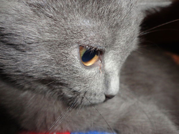 Дмитрий Метель