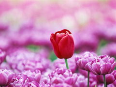 Эльза Резенова