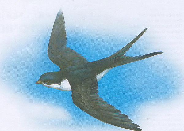 Оля Смирнова