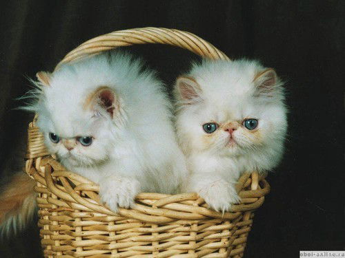 Татьяна Симутина