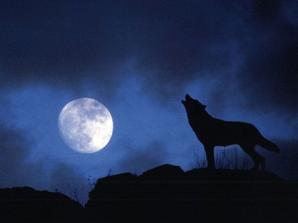 Владимир Дробязко