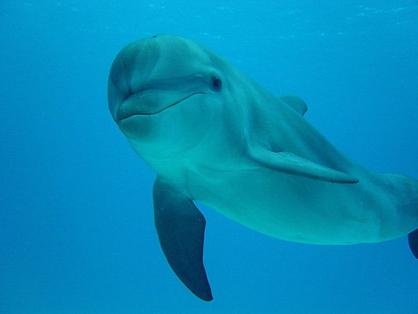 Химе Марвулья