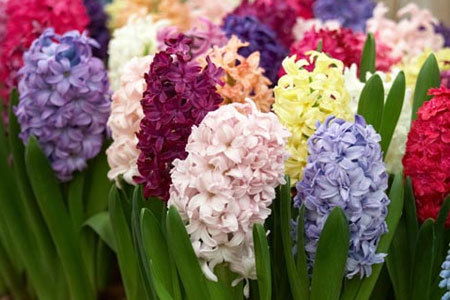 Гульжан Осипова