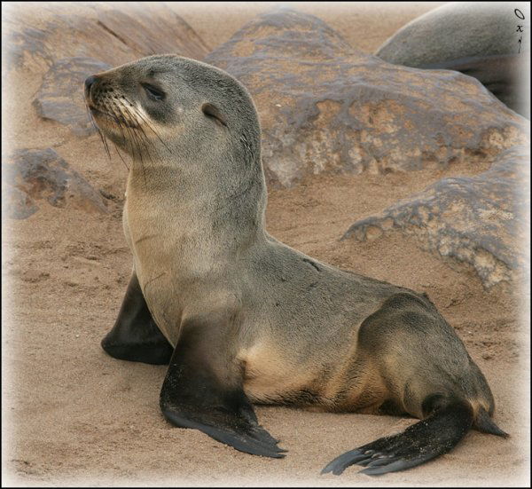 Николай Шевченко