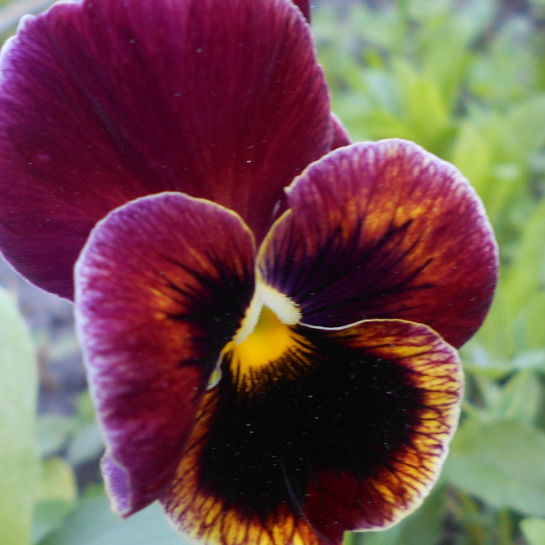 Татьяна Ганина